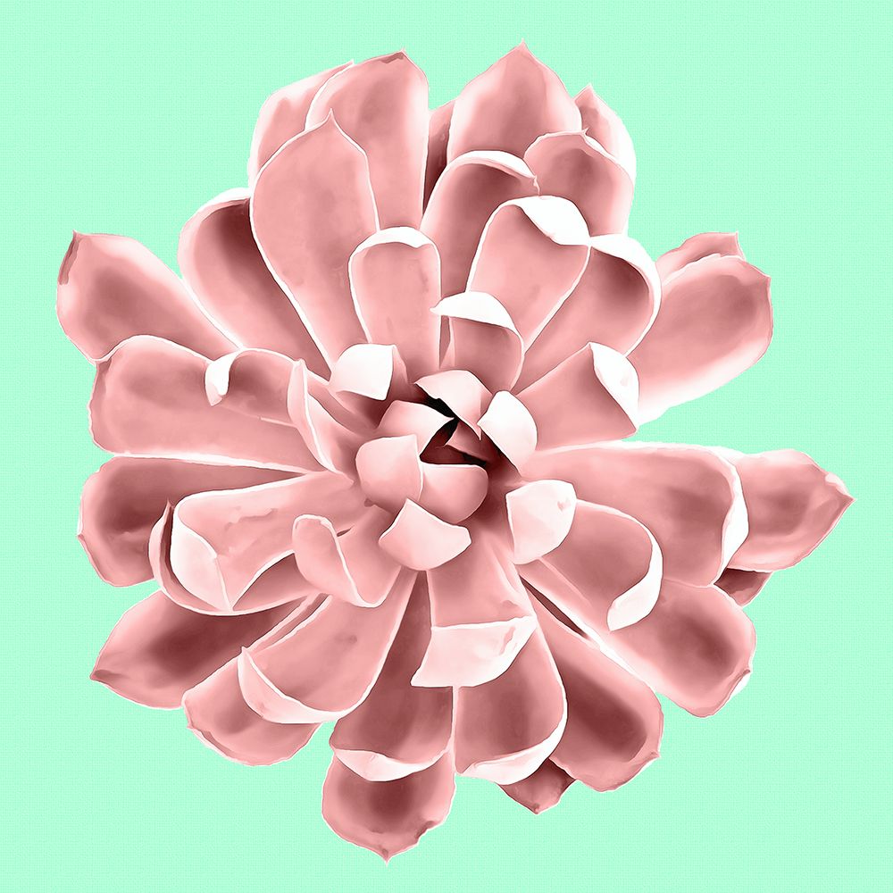 Pink Succulents On Teal art print by Amini54 for $57.95 CAD