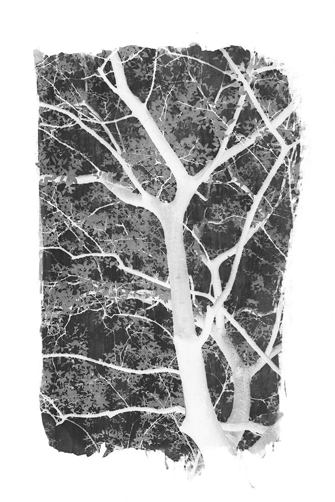 Black Tree Foliage Silhouette art print by Amini54 for $57.95 CAD