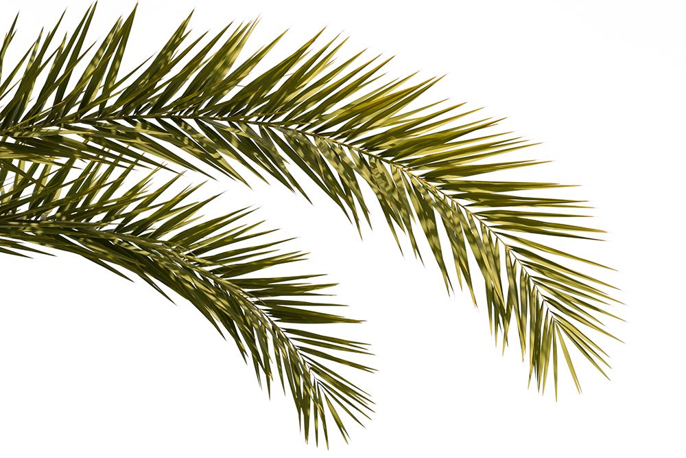 Coconut Tree Leaves Foliage Photo art print by Amini54 for $57.95 CAD
