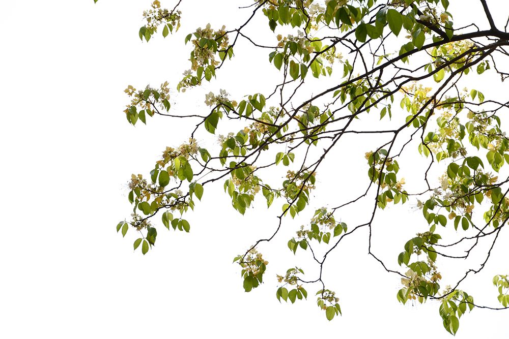 Green Tree Foliage Photo Ii art print by Amini54 for $57.95 CAD