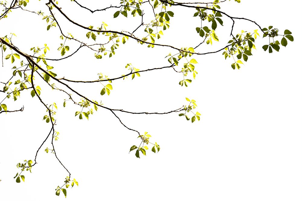 Green Tree Foliage Photo I art print by Amini54 for $57.95 CAD