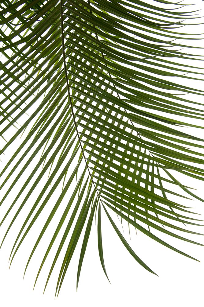 Palm Leaves Foliage Photo Iv art print by Amini54 for $57.95 CAD