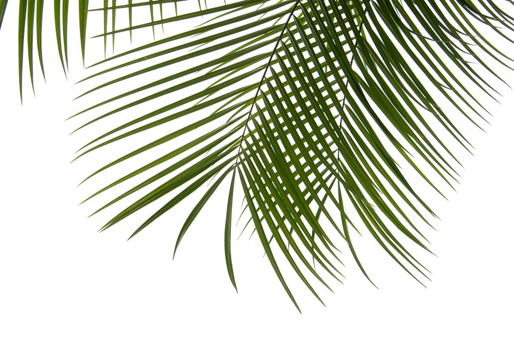 Palm Leaves Foliage Photo Iii art print by Amini54 for $57.95 CAD