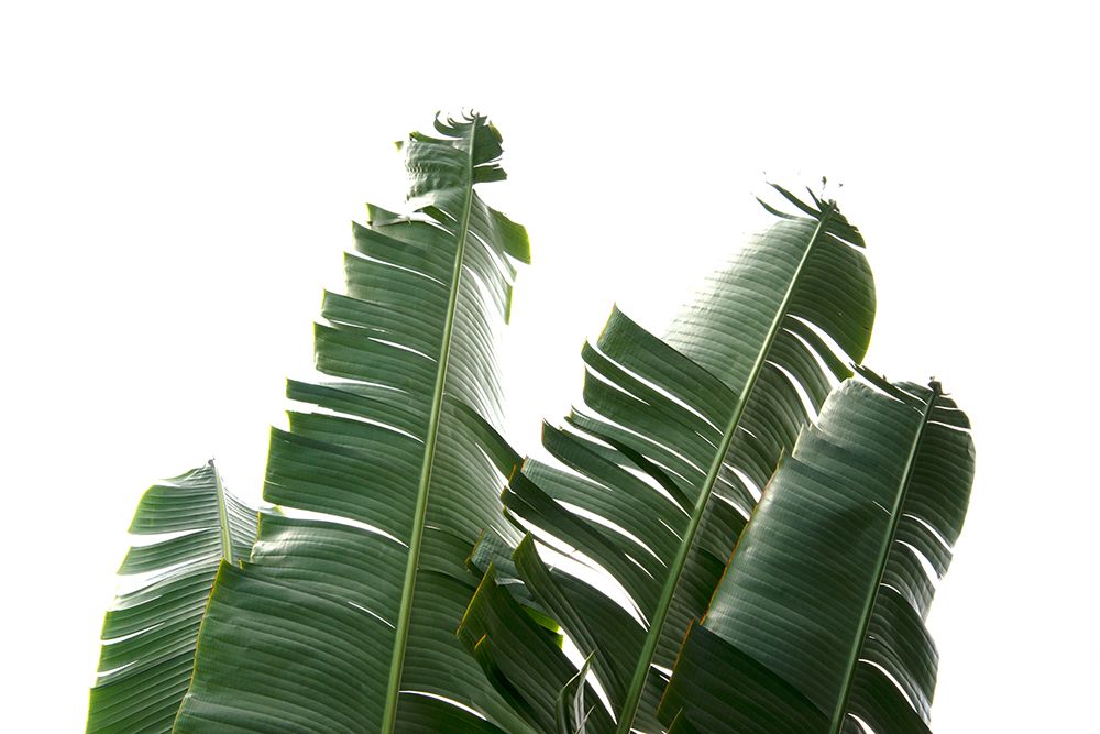 Banana Leaves Foliage Photo art print by Amini54 for $57.95 CAD