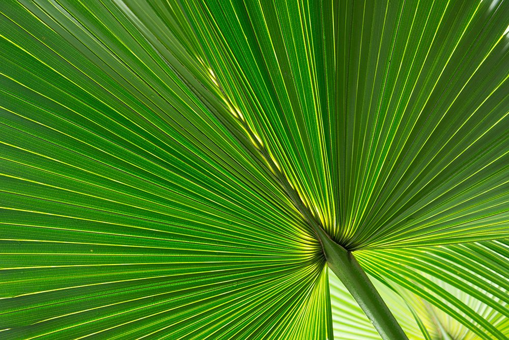Fan Palm Leaves Photo 01 art print by Amini54 for $57.95 CAD