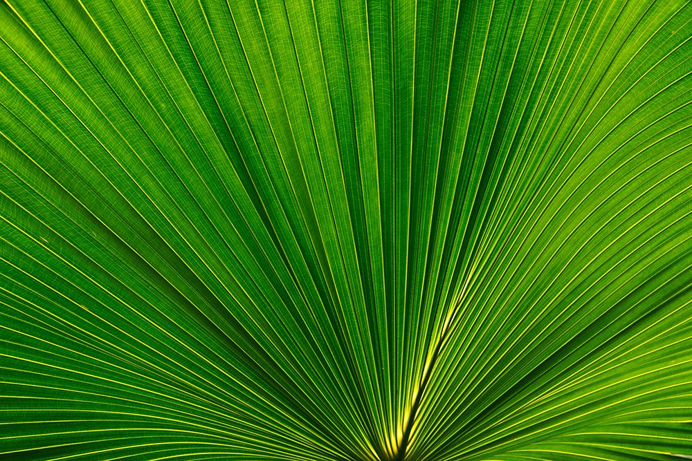Fan Palm Leaves Photo 02 art print by Amini54 for $57.95 CAD
