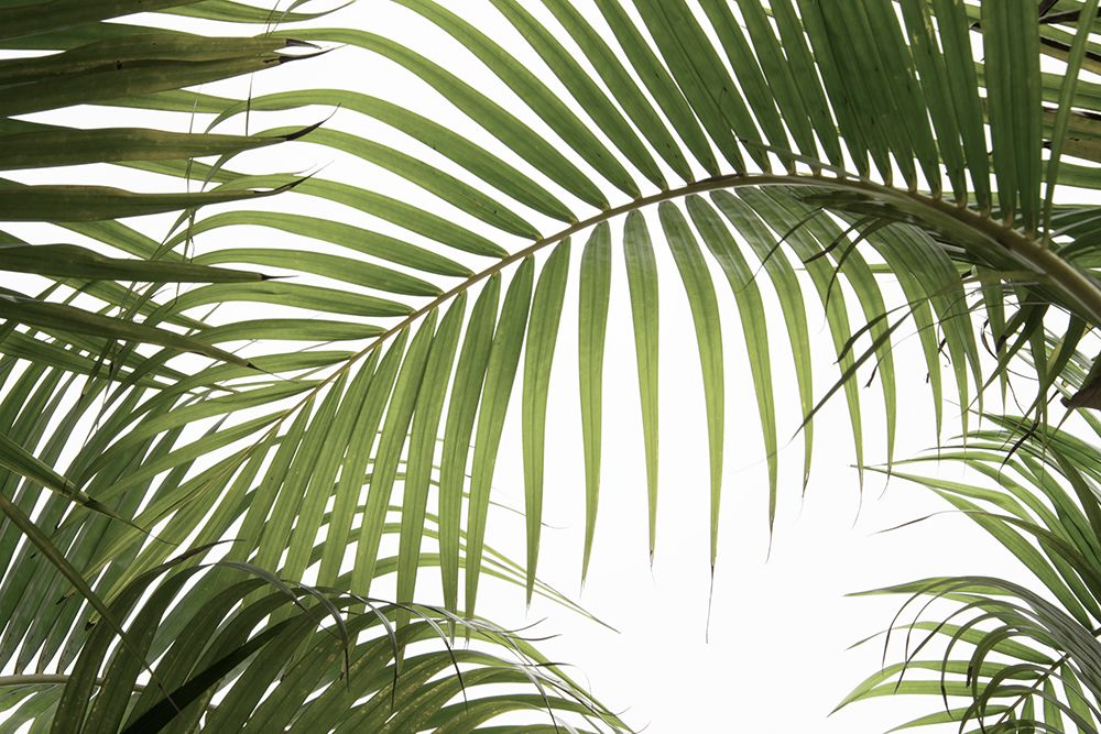 Palm Leaves Foliage Photo 01 art print by Amini54 for $57.95 CAD