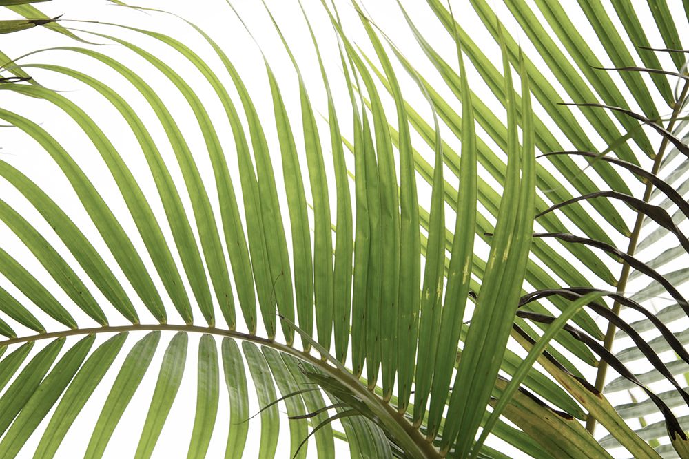 Palm Leaves Foliage Photo 02 art print by Amini54 for $57.95 CAD