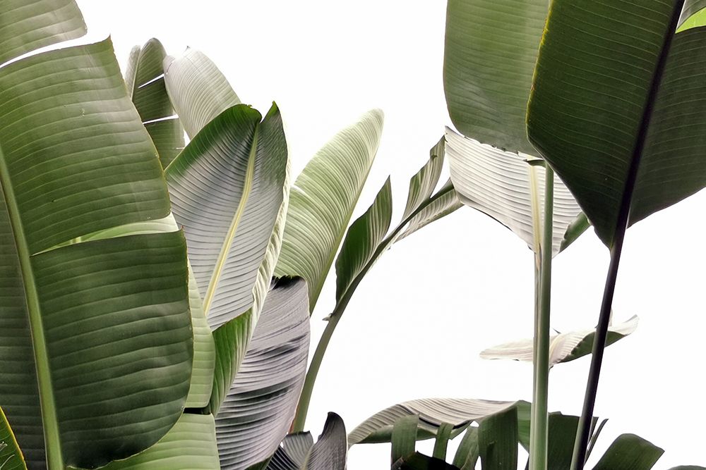 Travellers Palm Leaves Foliage Photo 01 art print by Amini54 for $57.95 CAD