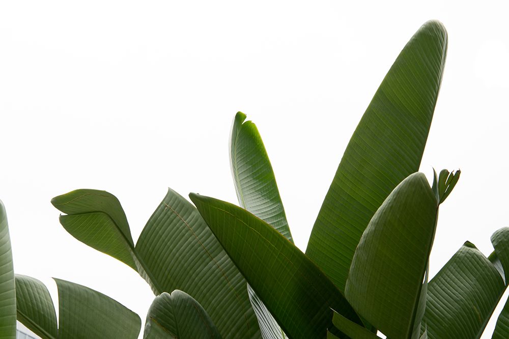 Travellers Palm Leaves Foliage Photo 03 art print by Amini54 for $57.95 CAD