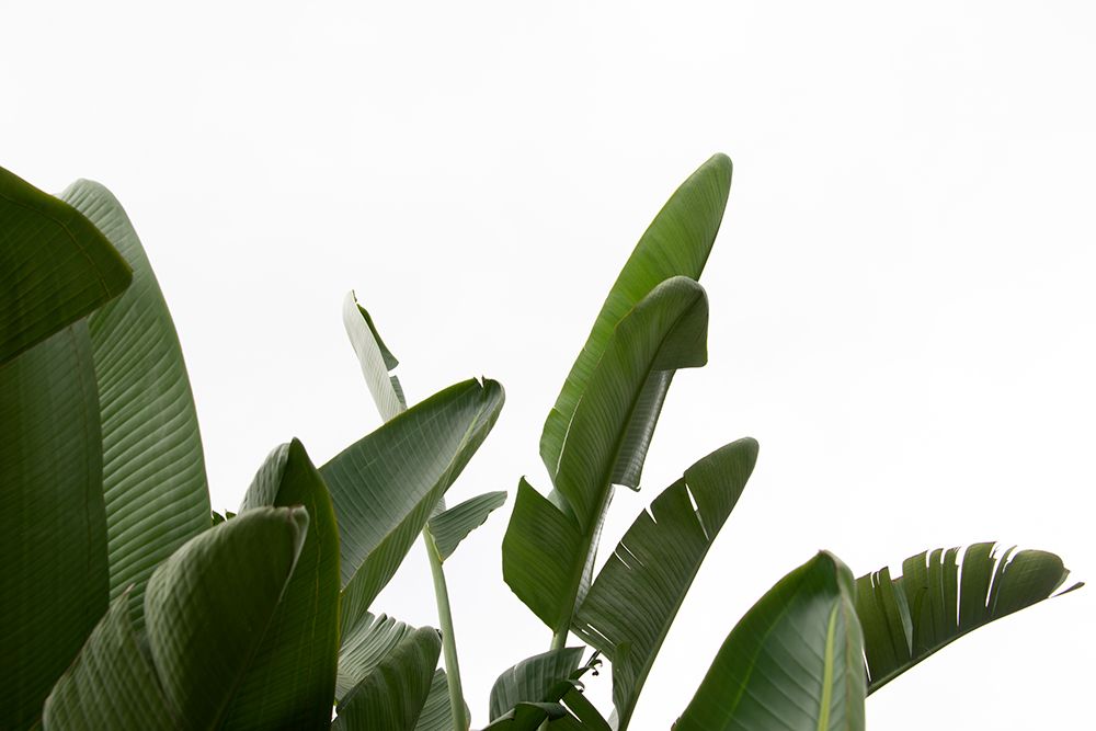Travellers Palm Leaves Foliage Photo 04 art print by Amini54 for $57.95 CAD