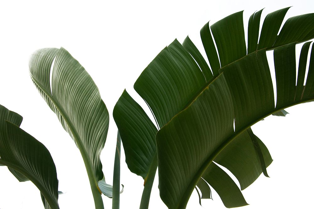 Travellers Palm Leaves Foliage Photo 06 art print by Amini54 for $57.95 CAD
