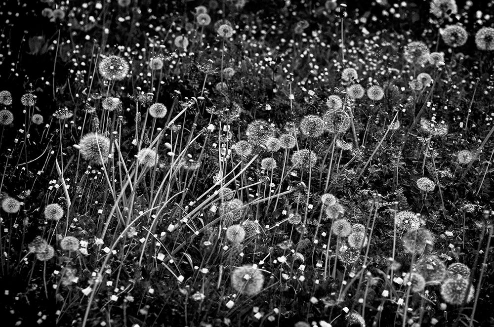 The Dandelion Field art print by Maryse Dardaillon for $57.95 CAD