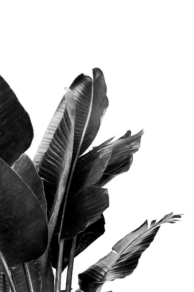 Bird Of Paradise Plant Black And White 02 art print by Amini54 for $57.95 CAD