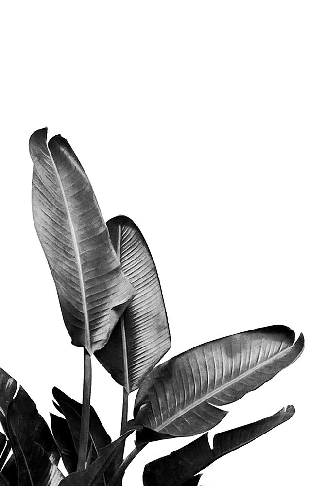 Bird Of Paradise Plant Black And White 03 art print by Amini54 for $57.95 CAD