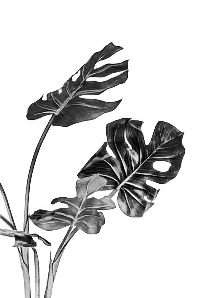 Monstera Black And White 02 art print by Amini54 for $57.95 CAD