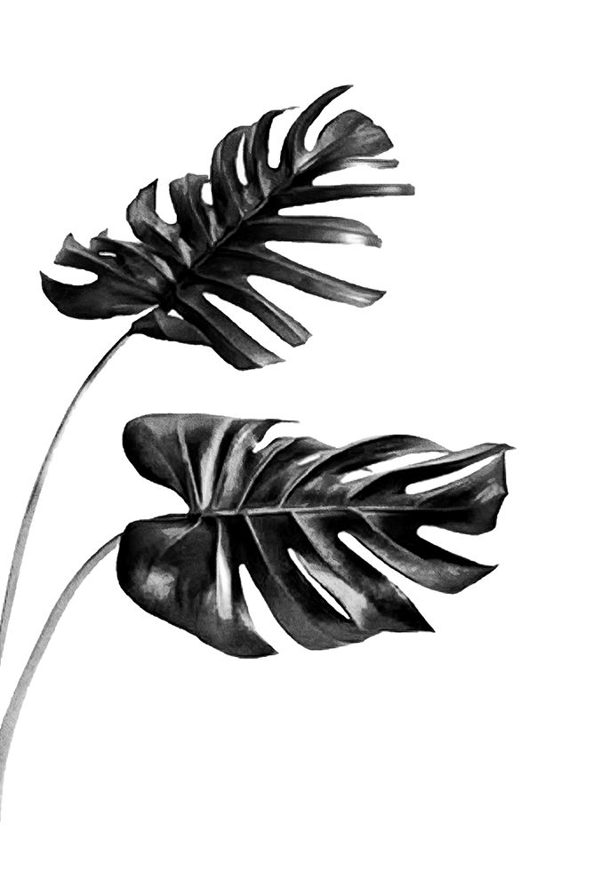 Monstera Black And White 04 art print by Amini54 for $57.95 CAD
