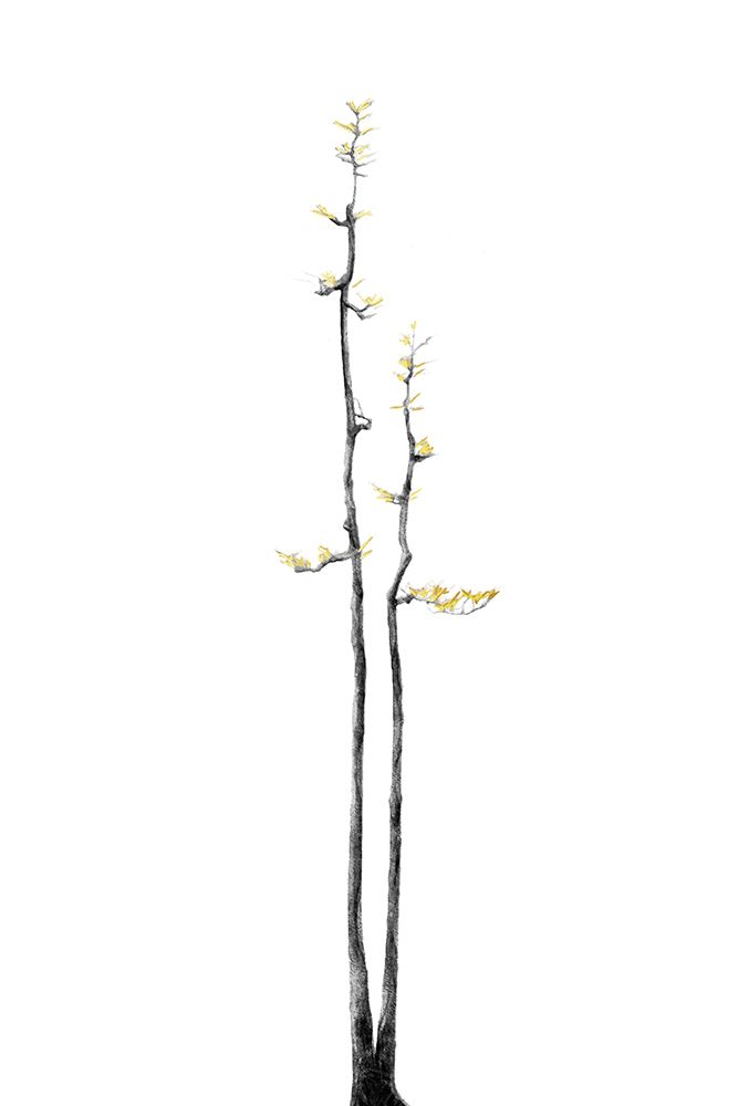 Bonsai Tree 02 art print by Amini54 for $57.95 CAD