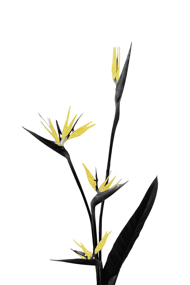Flower Minimal Black And Gold 05 art print by Amini54 for $57.95 CAD