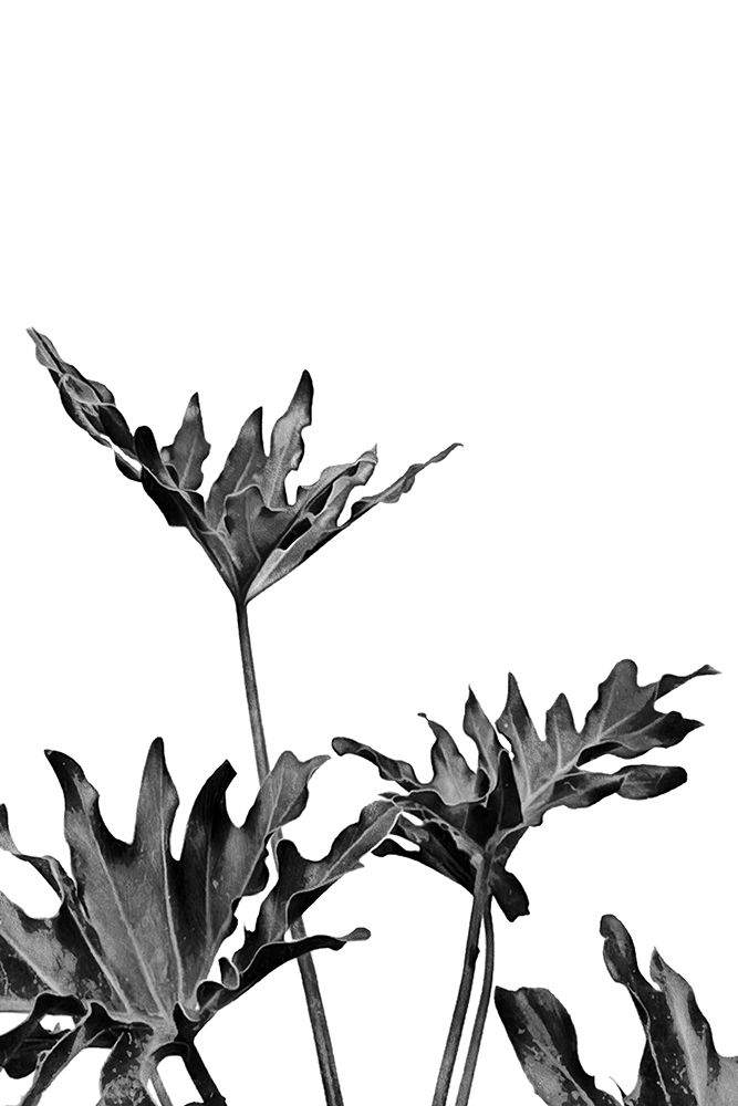 Monstera Black And White 08 art print by Amini54 for $57.95 CAD