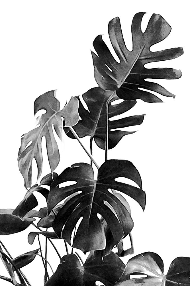 Monstera Black And White 09 art print by Amini54 for $57.95 CAD