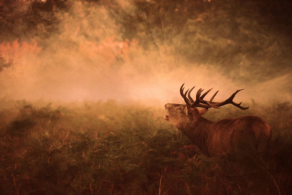 Autumn Is Coming... art print by Robert Fabrowski for $57.95 CAD