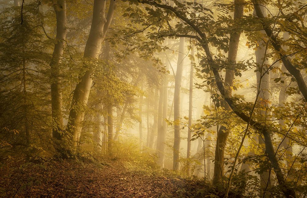 Forest Light art print by Norbert Maier for $57.95 CAD