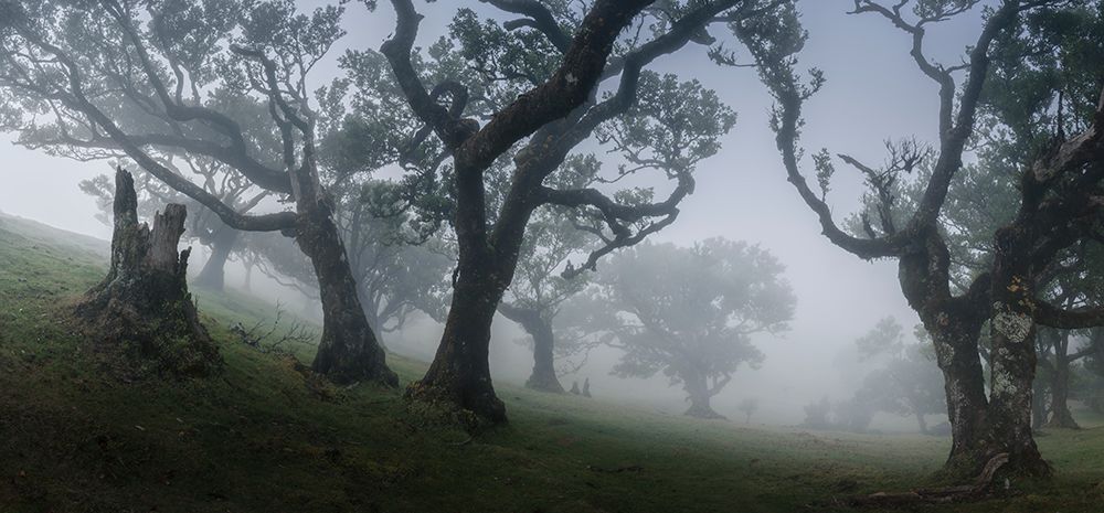 Morning Mist art print by Nina Pauli for $57.95 CAD