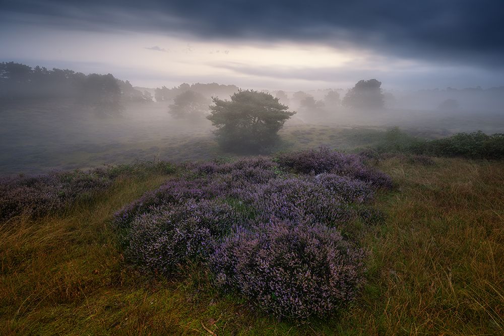 Qheather Impressionsq art print by Adam Pachula for $57.95 CAD