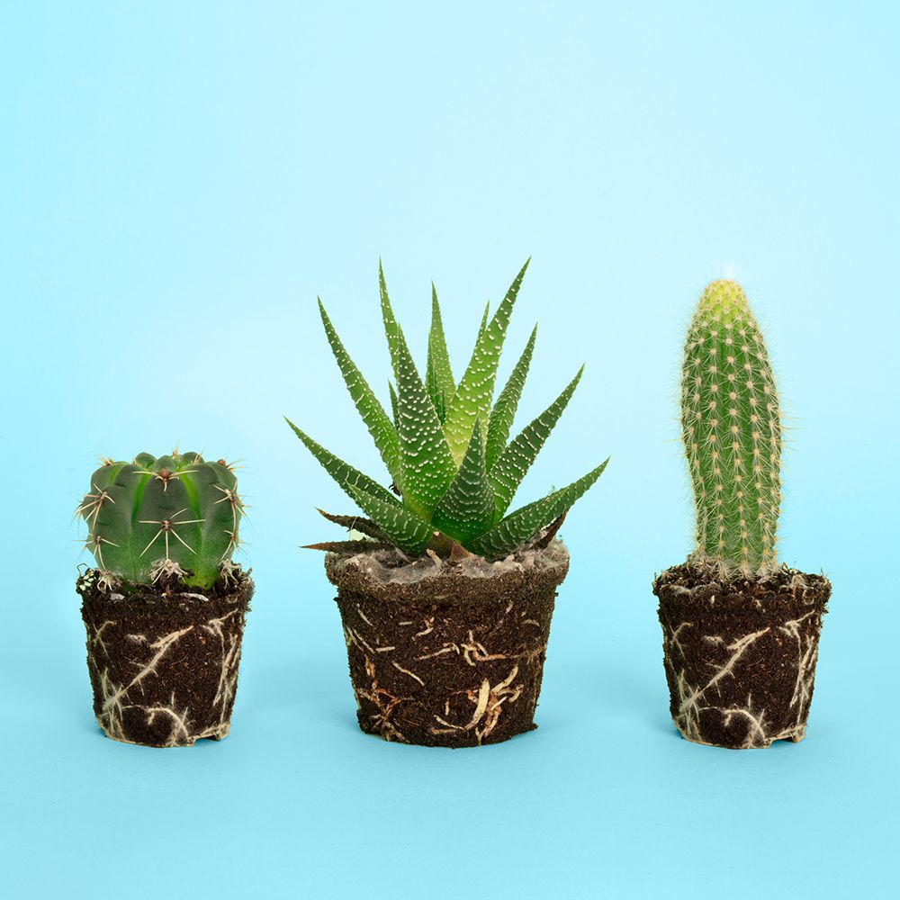 Cactus.1 art print by Julia Ramiro for $57.95 CAD