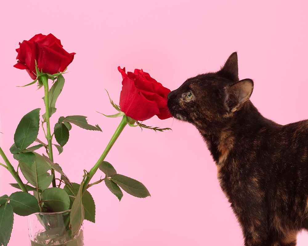 Rosas 01 art print by Julia Ramiro for $57.95 CAD