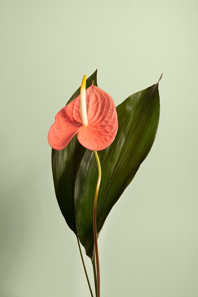 Flor art print by Julia Ramiro for $57.95 CAD