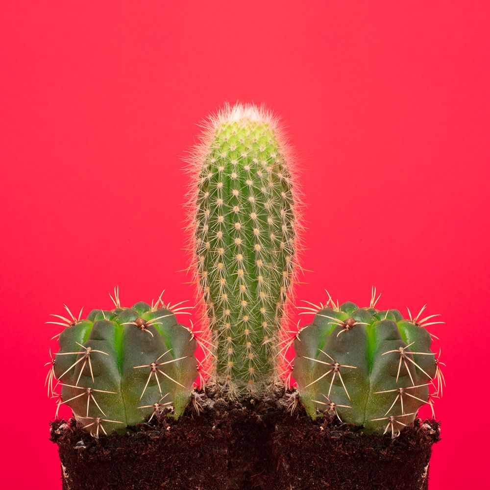 Pene Cactus art print by Julia Ramiro for $57.95 CAD