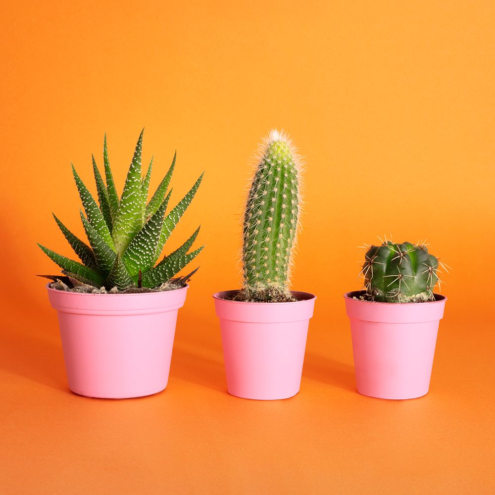 Cactus.2.1 art print by Julia Ramiro for $57.95 CAD