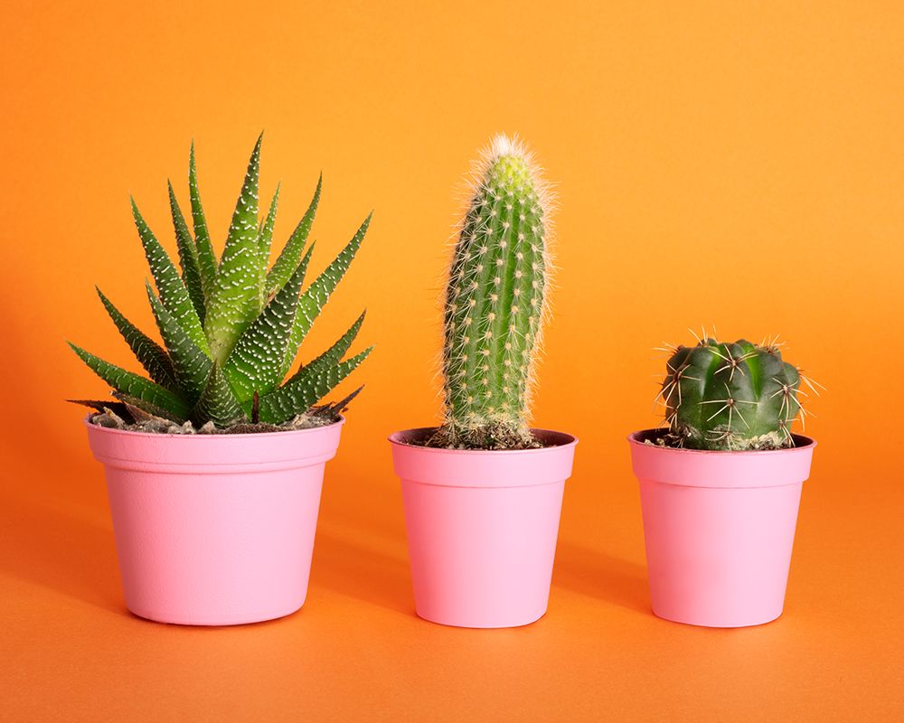 Cactus.2 art print by Julia Ramiro for $57.95 CAD