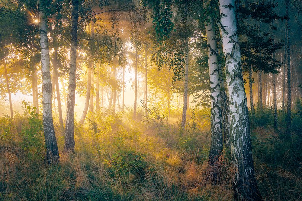 Gold In The Forest art print by Pawel Kado for $57.95 CAD