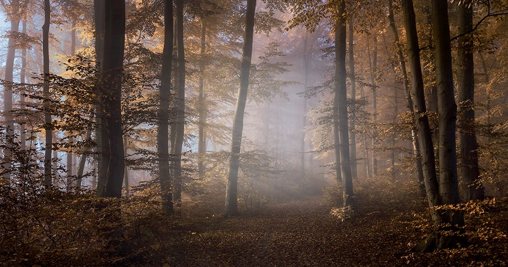 Way Into The Light art print by Tom Meier for $57.95 CAD
