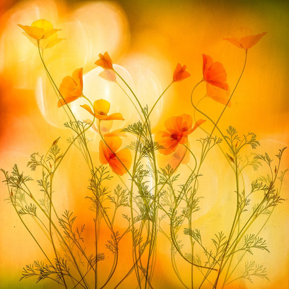 In Motion art print by van der Hilda for $57.95 CAD