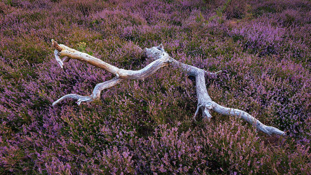 Heather Field art print by Kutub Uddin for $57.95 CAD