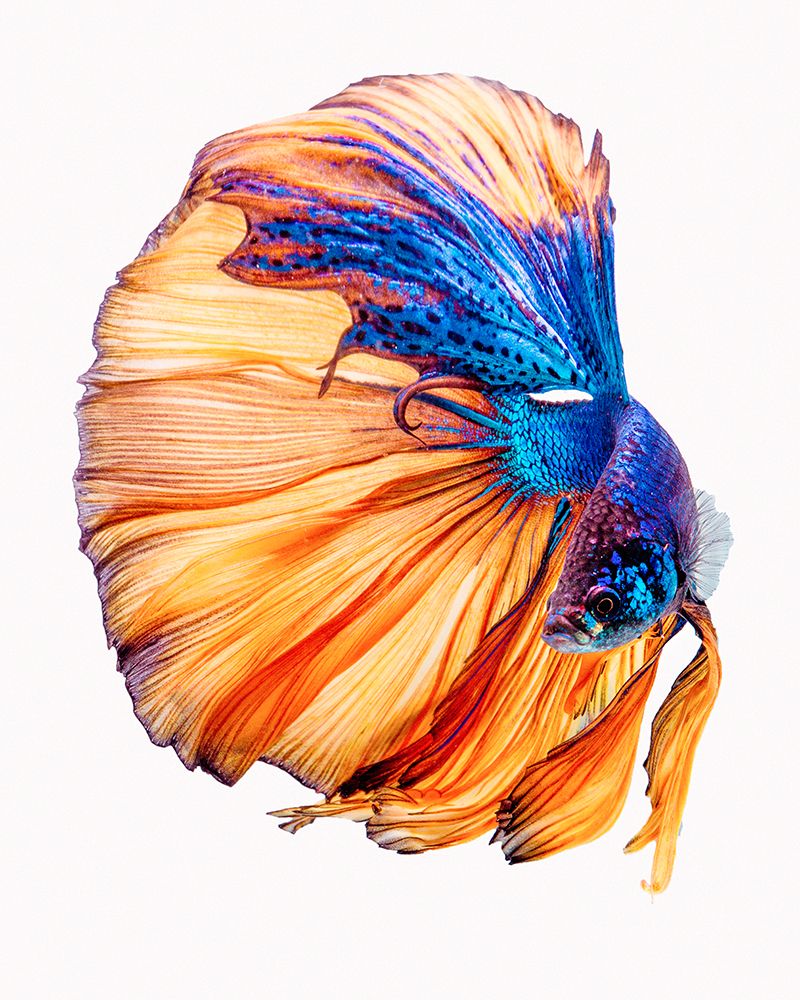 Yellow A Blue art print by Andi Halil for $57.95 CAD