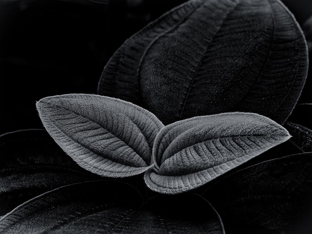 Two Leaves art print by Satoshi Hatsumori for $57.95 CAD