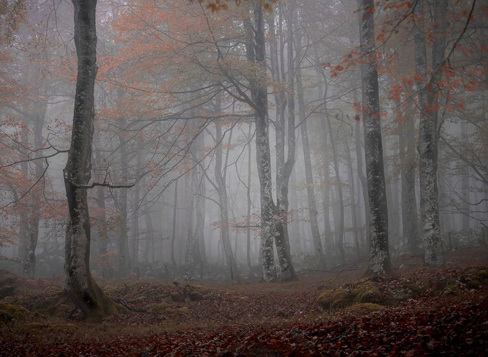 Fog And Forest art print by JA Ruiz Rivas for $57.95 CAD