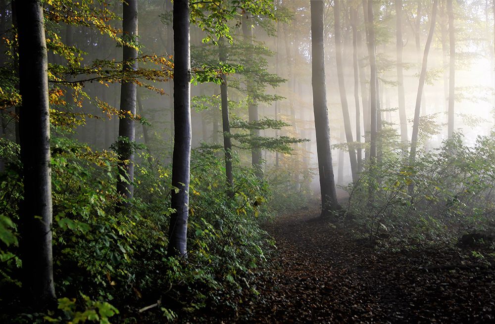 Late Summer Forest art print by Irma Warth for $57.95 CAD