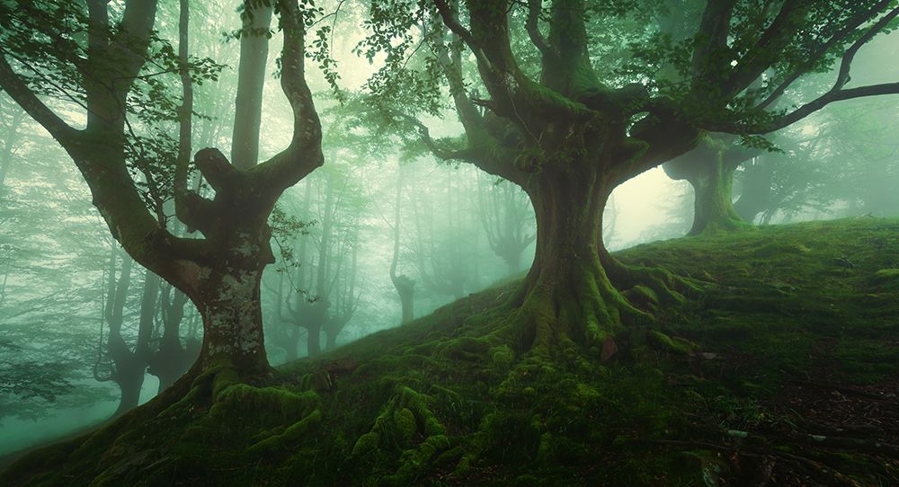 Deep Forest art print by David Martin Castan for $57.95 CAD