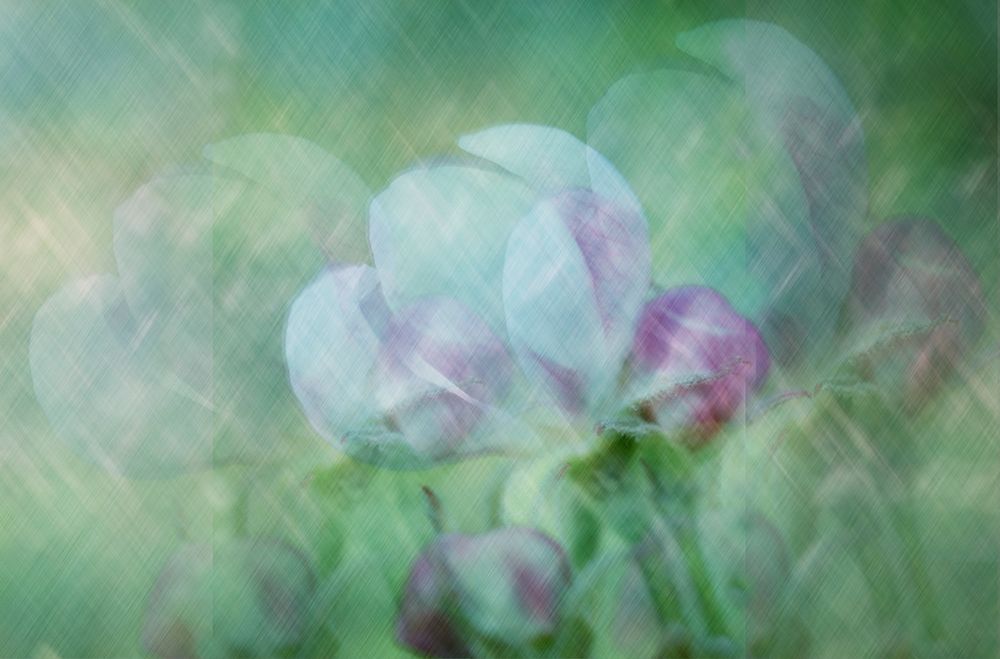 Apple Flower art print by Isabelle Dupont for $57.95 CAD