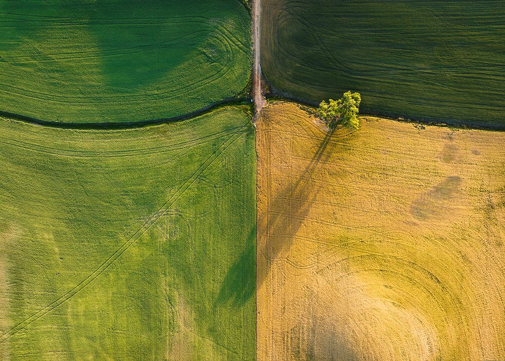 A Tree In Farm Field art print by Shenshen Dou for $57.95 CAD