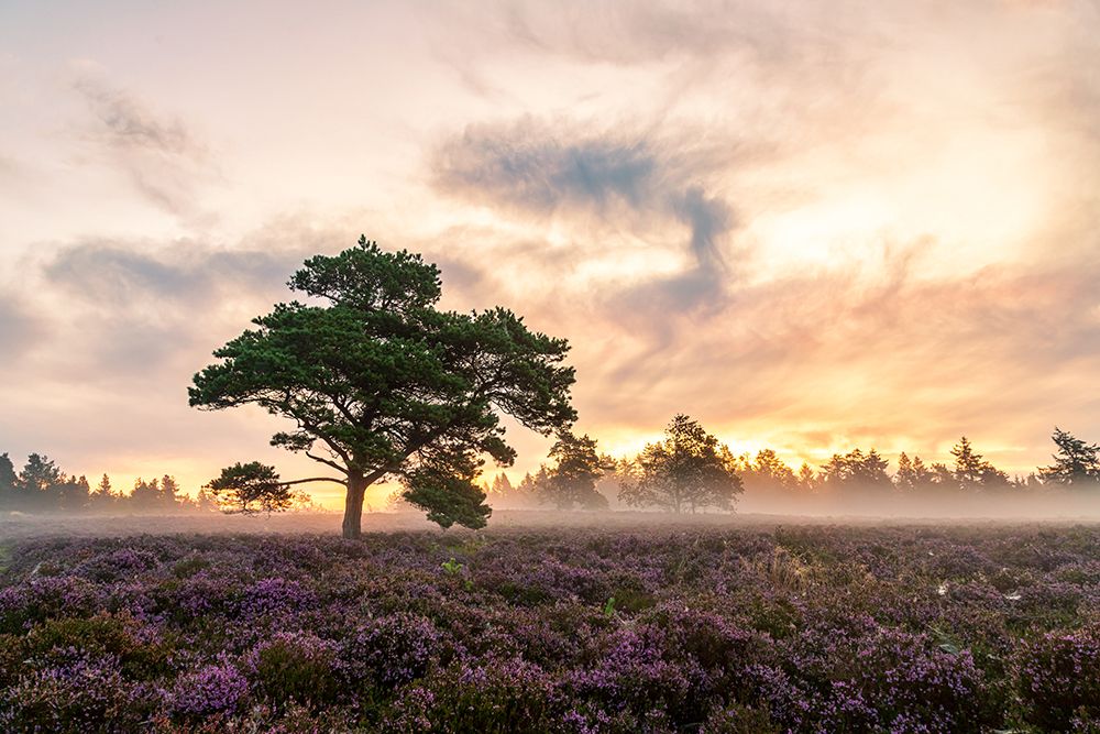 The Tree On The Heath. art print by Leif Londal for $57.95 CAD