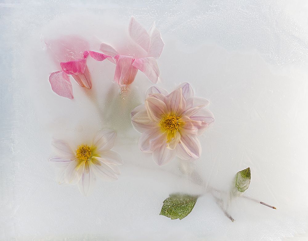 Fine Flowers. art print by Pedro Uranga for $57.95 CAD