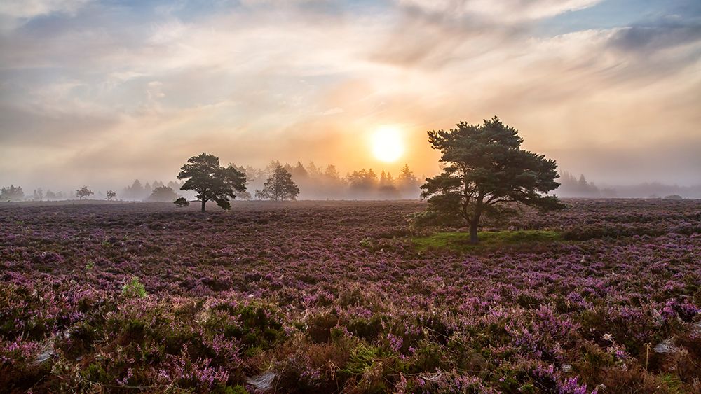 Trees On The Heath. art print by Leif Londal for $57.95 CAD