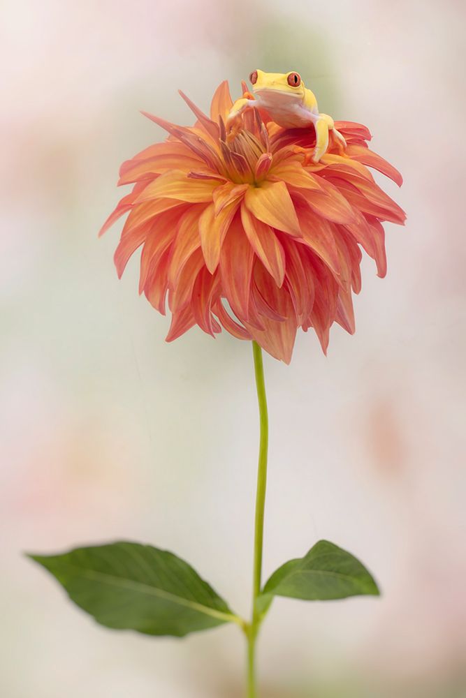 Albino Red Eyed Tree Frog On A Dahlia art print by Linda D Lester for $57.95 CAD